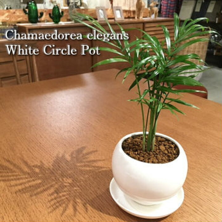 楽天市場 送料無料 観葉植物 おしゃれ テーブルヤシ 鉢植え 高さ15cm程度 ホワイト ラウンド 受け皿付き 土植え ヤシの木 陶器 デスク 誕生日 風水 ギフト お祝い 日陰 インテリア 北欧 加湿器 簡単 丈夫 育てやすい ミニ観葉 観葉植物 ユーロプランツスタジオ 楽天市場 送料無料 観葉植物 おしゃれ テーブルヤシ 鉢植え 高さ15cm程度 ホワイト ラウンド 受け皿付き 土植え ヤシの木 陶器 デスク 誕生日 風水 ギフト お祝い 日陰 インテリア 北欧 加湿器 簡単 丈夫 育てやすい ミニ観葉 観葉植物 ユーロプランツスタジオ