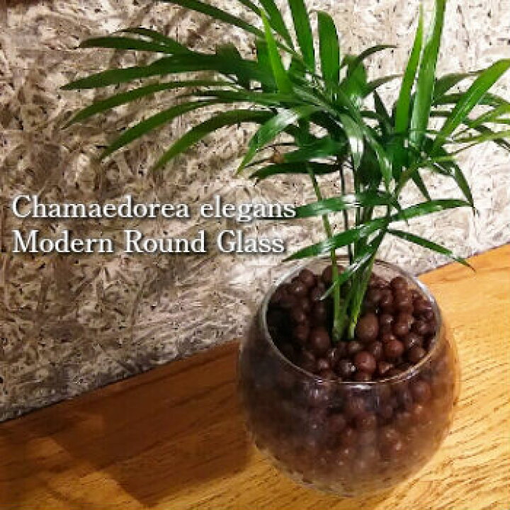 楽天市場 送料無料 ハイドロ カルチャー 観葉 植物 観葉植物 おしゃれ テーブルヤシ モダン ラウンド グラス 高さ15cm程度 ガラス ヤシの木 デスク 誕生日 風水 ギフト お祝い 日陰 インテリア 北欧 簡単 丈夫 育てやすい ミニ観葉 観葉植物 ユーロプランツ