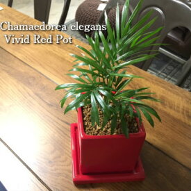 楽天市場 トイレ 観葉植物 花 観葉植物 花 ガーデン Diyの通販