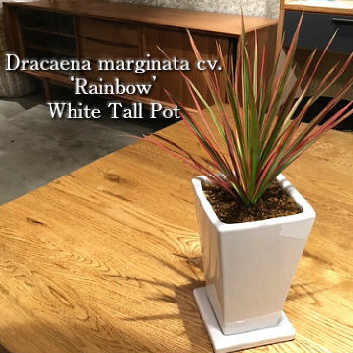 楽天市場 送料無料 観葉植物 おしゃれ ドラセナ レインボー 鉢植え 高さcm程度 ホワイト トール スクエア 受け皿付き 土植え 真実の木 白 陶器 デスク 誕生日 風水 ギフト スタジオ お祝い 日陰 インテリア 北欧 加湿器 簡単 丈夫 ミニ観葉 観葉植物 ユーロ