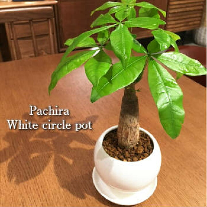 楽天市場 送料無料 観葉植物 おしゃれ パキラ 鉢植え ホワイト サークル 高さcm程度 受け皿付き 土植え 金運アップ 発財樹 お金が貯まる 白 陶器 デスク 誕生日 風水 ギフト お祝い 日陰 インテリア 北欧 加湿器 簡単 丈夫 ミニ観葉 トイレ 観葉植物 ユーロ