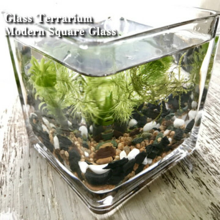 楽天市場 送料無料 減農薬 水草 テラリウム キット 角グラス 10cm アクアリウム 人気水草3種入り 麦飯石と竹炭入り 砂利付き ガラス 作成キット メダカ アカヒレ コッピー ベタ 飼育用 植物工房ユーロプランツスタジオ 観葉植物 ユーロプランツスタジオ