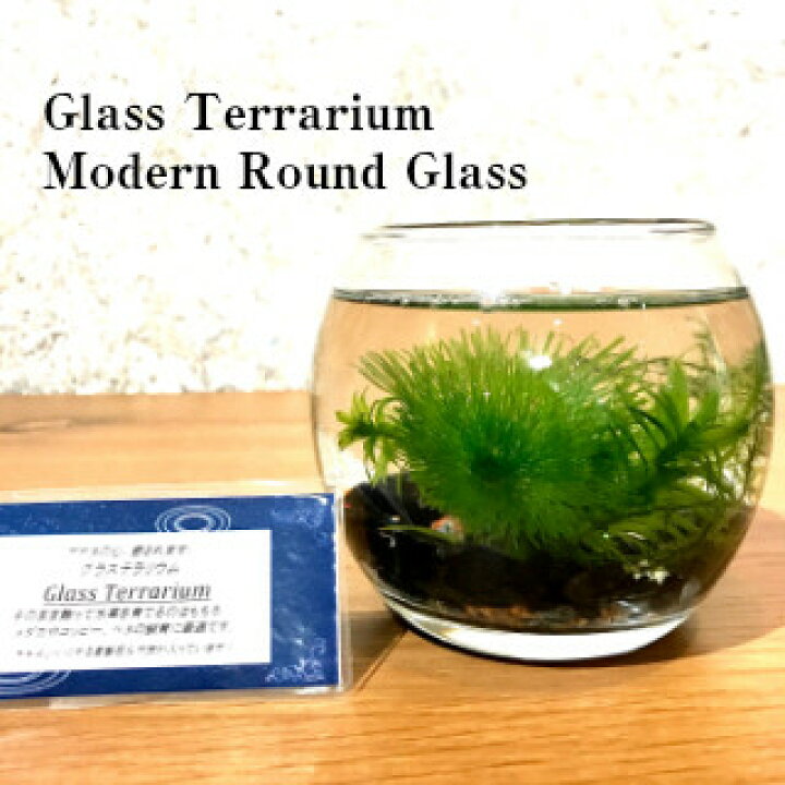楽天市場 送料無料 減農薬 水草 テラリウム キット 丸グラス 直径10cm アクアリウム 人気水草3種入り 麦飯石と竹炭入り 砂利付き ガラス 作成キット メダカ アカヒレ コッピー ベタ 飼育用 植物工房ユーロプランツスタジオ 観葉植物 ユーロプランツスタジオ 楽天市場 送料無料 減農薬 水草 テラリウム キット 丸グラス 直径10cm アクアリウム 人気水草3種入り 麦飯石と竹炭入り 砂利付き ガラス 作成キット メダカ アカヒレ コッピー ベタ 飼育用 植物工房ユーロプランツスタジオ 観葉植物 ユーロプランツスタジオ