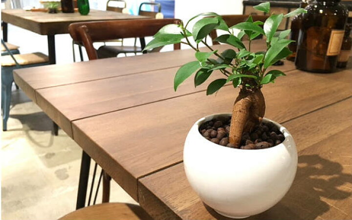 楽天市場 送料無料 ハイドロ カルチャー 観葉 植物 観葉植物 おしゃれ ガジュマルの木 ガジュマル 福をもたらす精霊が住む木 ミニ 白 丸型 陶器鉢 結婚式 贈呈 ギフト プレゼント 女性 母 父 お祝い 誕生日 がじゅまるの樹 送別会 新築祝い 引越し祝い 風水 快気