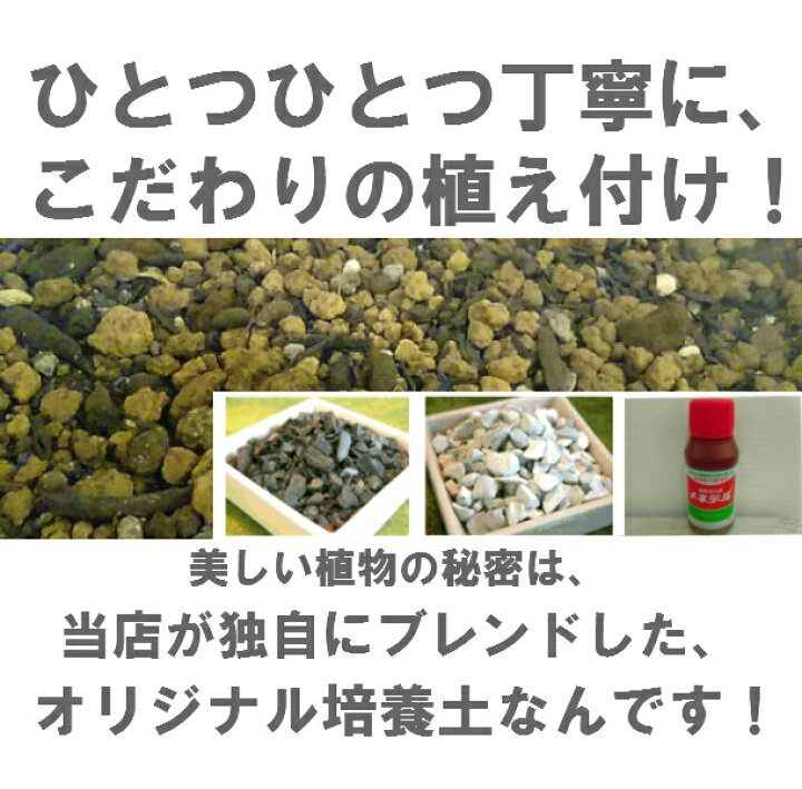楽天市場 送料無料 観葉植物 おしゃれ パキラ 鉢植え ホワイト サークル 高さcm程度 受け皿付き 土植え 金運アップ 発財樹 お金が貯まる 白 陶器 デスク 誕生日 風水 ギフト お祝い 日陰 インテリア 北欧 加湿器 簡単 丈夫 ミニ観葉 トイレ 観葉植物 ユーロ 楽天市場 送料無料 観葉植物 おしゃれ パキラ 鉢植え ホワイト サークル 高さcm程度 受け皿付き 土植え 金運アップ 発財樹 お金が貯まる 白 陶器 デスク 誕生日 風水 ギフト お祝い 日陰 インテリア 北欧 加湿器 簡単 丈夫 ミニ観葉 トイレ 観葉植物 ユーロ