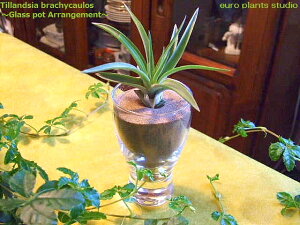 yz ϗtA CeA   ňĂ BGA[vc GAvc uLJEX fUC OX  KX ~j lC `WA lC yV  (