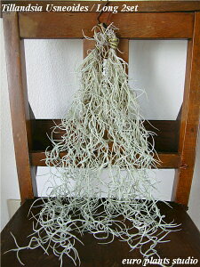 yz ϗtA CeA  fgc̔̔ EXlICfX 2Zbg M[TCY 40cm ǎ1Ȃ yGA[vc GAvc XpjbVX `