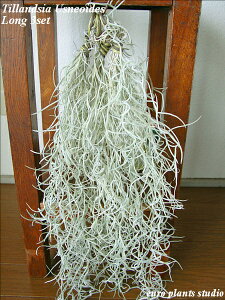 yz ϗtA CeA  S̔̔ EXlICfX 3Zbg M[TCY 40cm yGA[vc GAvc Zbg XpjbVX `WA Ǌ| 