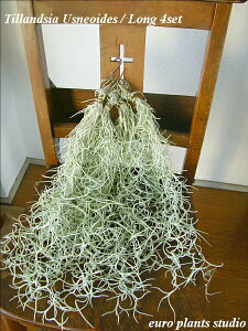 yz ϗtA CeA  S̔̔ EXlICfX 4Zbg M[TCY 40cm tI {[d̂Ȃ yGA[vc GAvc Zbg X