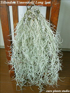 yz ϗtA CeA  S̔̔ EXlICfX 5Zbg M[TCY 40cm {[d̂Ȃ yGA[vc GAvc XpjbV