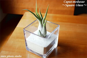 yz GA[vc GAvc JvghD[T 10cmx XNGA OX KX CeA 荻t `WA Ƌ G a lC Ă₷ A T{e (