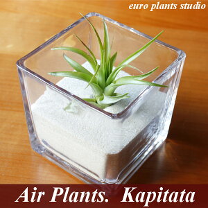 yz GA[vc GAvc Js^[^ 5cmx XNGA OX KX 荻t `WA Js^^ CeA lC A T{e ([vcX^WI)