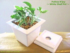 楽天市場 ポトス 花言葉 花 観葉植物 花 ガーデン Diy の通販