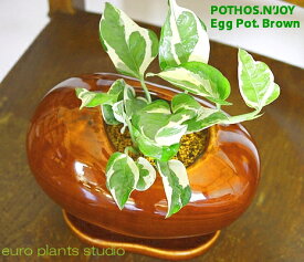楽天市場 デスク 観葉植物 花 観葉植物 花 ガーデン Diyの通販