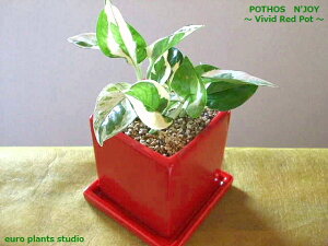 yz ϗtA CeA  |gX GWC A 15cmx  L[u _  󂯎Mt y  bh  fXN a  j JXj a k