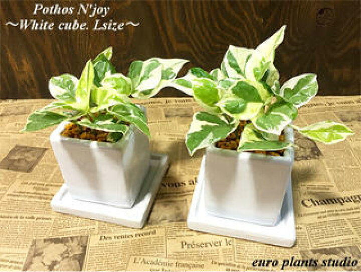 楽天市場 送料無料 観葉植物 おしゃれ ポトス エンジョイ 鉢植え 高さ15cm程度 白 キューブ お得な2セット モダン 陶器 受け皿付き 受賞 ホワイト 陶器 デスク 誕生日 風水 お祝い 開店祝い 北欧 簡単 丈夫 鉢植え 風水 ギフト 花言葉 華やかな明るさ 観葉植物