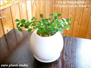 【送料無料】ガジュマルの木 観葉植物 おしゃれ ガジュマル シャングリラ 鉢植え 高さ15cm程度 ホワイト ラウンド 精霊の宿る木 白 丸モダン 陶器 【多幸の木 陶器 がじゅまる がじゅまるの