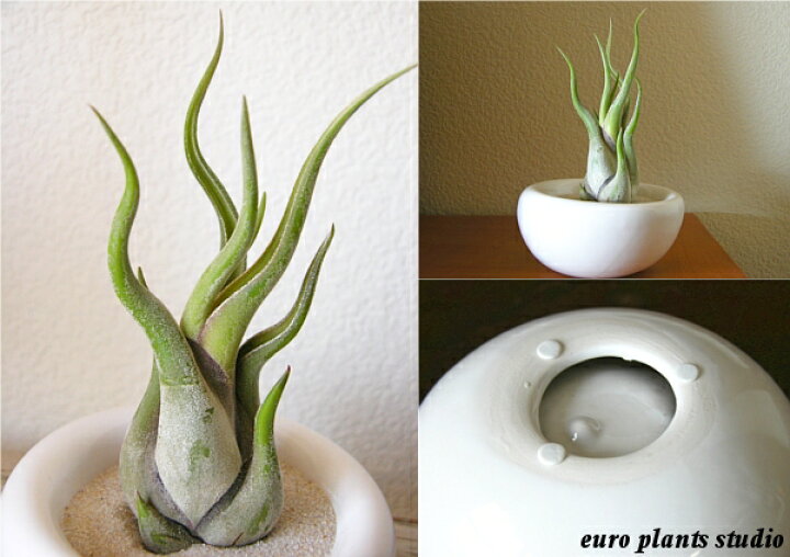 1002円 お気に入りの 観葉植物 風水 植物 おしゃれ 室内 エアープランツ エアプランツ チランジア カピタータ