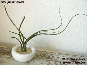 yz GA[vc GAvc xCC 10cmx zCg CvX  荻t `WA CeA Ƌ G  A T{e a lC Ă₷ ([v