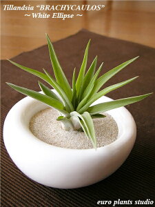 yz GA[vc GAvc uLJEX 6cmx zCg CvX  荻t `WA Js^^ ݂艺 CeA a lC Ă₷ ([vc