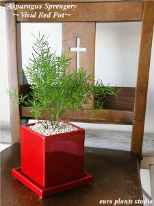 【送料無料】 観葉植物 インテリア おしゃれ アスパラガス スプレンゲリー 鉢植え 陶器鉢 レッド スクエア 高さ20cm程度 受け皿付き 土植え 赤 角 陶器 デスク 誕生日 風水 ギフト お祝い 日陰