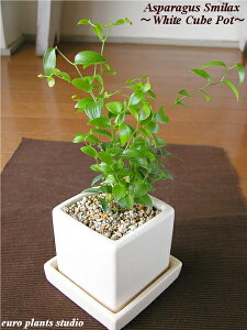 アスパラガス 観葉植物の人気商品 通販 価格比較 価格 Com アスパラガス 観葉植物の人気商品 通販 価格比較 価格 Com