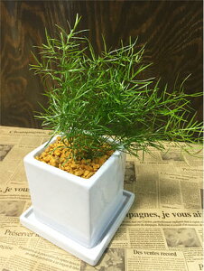アスパラガス 観葉植物の人気商品 通販 価格比較 価格 Com