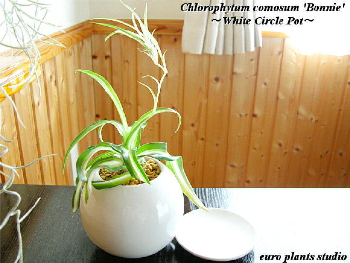 楽天市場 送料無料 観葉植物 小さい おしゃれ オリヅルラン ボニー ホワイト サークル ポット 観葉 ミニ観葉 鉢植え 陶器 ラン 室内 植物工房ユーロプランツスタジオ 観葉植物 ユーロプランツスタジオ