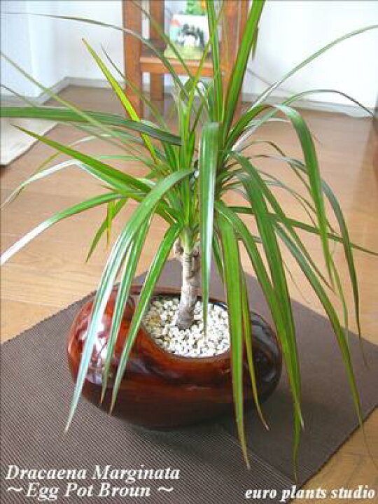 楽天市場 送料無料 観葉植物 おしゃれ ドラセナ コンシンネ 鉢植え 高さcm程度 誕生日 ホワイト ブラウン エッグ 受け皿付き 土植え 真実の木 白 陶器 デスク 誕生日 風水 ギフト お祝い 日陰 インテリア 北欧 加湿器 簡単 丈夫 ミニ観葉 トイレ 観葉植物 ユーロ