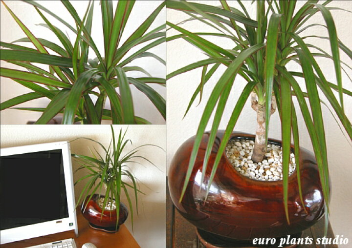 楽天市場 送料無料 観葉植物 おしゃれ ドラセナ コンシンネ 鉢植え 高さcm程度 誕生日 ホワイト ブラウン エッグ 受け皿付き 土植え 真実の木 白 陶器 デスク 誕生日 風水 ギフト お祝い 日陰 インテリア 北欧 加湿器 簡単 丈夫 ミニ観葉 トイレ 観葉植物 ユーロ