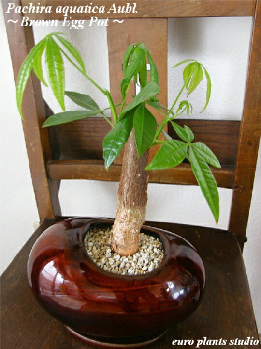 楽天市場 送料無料 観葉植物 おしゃれ パキラ 鉢植え ブラウン エッグ ビーンズ 高さ25cm程度 受け皿付き 土植え 金運アップ 発財樹 お金が貯まる 茶 陶器 デスク 誕生日 風水 ギフト お祝い 日陰 インテリア 北欧 加湿器 簡単 丈夫 ミニ観葉 トイレ 観葉植物