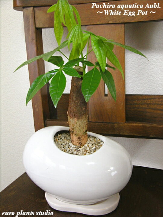 楽天市場 送料無料 観葉植物 おしゃれ パキラ 鉢植え ホワイト エッグ ビーンズ 高さ25cm程度 受け皿付き 土植え 金運アップ 発財樹 お金が貯まる 白 陶器 デスク 家具 誕生日 風水 ギフト お祝い 日陰 インテリア 北欧 加湿器 簡単 丈夫 ミニ観葉 トイレ