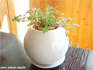 y5,400~ȏ z ϗtA CeA  sA OEJ p[tFNgT[N zCg A Mtg LO a  & Iׂv[g yyMt_zyy