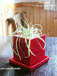 ϗtA CeA   Hakuryu eps뉀~ ggh gHAKURYUhVivid Red Pot  BBbh bh|bg A ~ a _ z ([vcX^WI)