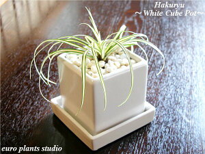 ϗtA CeA   Hakuryu eps뉀~ gh gHAKURYUhWhite Cube Pot  zCgL[u|bg A ~ a _ z ([vcX^WI)