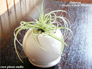 ϗtA CeA   Hakuryu eps뉀~ gh gHAKURYUhPerfect Circle White  p[tFNgT[N zCg A ~ a _ ([vcX^WI)
