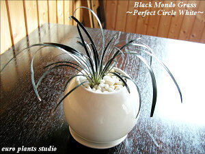 ϗtA CeA   Black Mond Grass eps뉀~ gh gKOKURYUhPerfect Circle White  p[tFNgT[N zCg A ~ a _ ([vcX^WI)