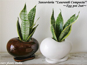 yz ϗtA CeA  TZxA [eB[ RpN^ A 󂯎Mt 20cmx   2Zbg  GbO r[Y yTXxA C