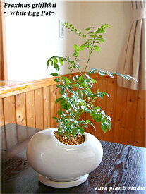 【送料無料】 観葉植物 インテリア おしゃれ シマトネリコ 鉢植え ホワイト エッグ ポット (ユーロプランツスタジオ)