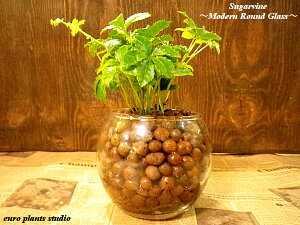 yz ϗtA CeA  nCh J`[ ϗt A VK[oC OX Eh (15cmxyKX VK[pC 鐫  fXN a  Mtg 