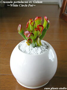 yz ϗtA CeA NbX S[ A T{e zCg T[N _ 15cmx   A  yyA fXN  Ƌ G Vz Mtg LO a