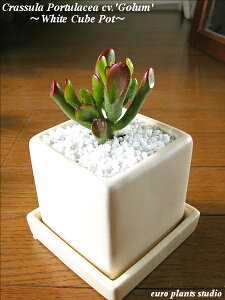 yz ϗtA CeA NbX S[ A T{e zCg L[u _ 15cmx  p A  yyA fXN  Ƌ G Vz Mtg LO a