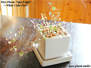 y5,400~ȏ z ϗtA CeA  C[vcgX|bgCgh zCgL[u|bg Mtg LO a  & Iׂv[g yyMt_