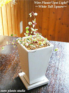 ϗtA CeA  C[vcgX|bgCgh zCgg[XNGA Mtg LO a z ([vcX^WI)