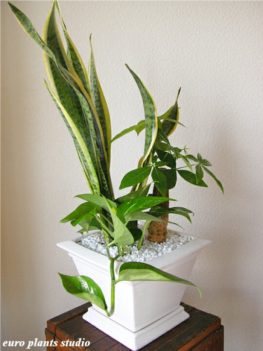 楽天市場 送料無料 観葉植物 おしゃれ パキラ サンセベリア ポトス オリジナル寄植え 高さ25cm程度 ビッグ スクエア インテリア ギフト 寄せ植え 土植え 金運 発財樹 白 角 陶器 デスク 誕生日 風水 ギフト お祝い 北欧 加湿器 丈夫 ミニ観葉 トイレ 観葉植物