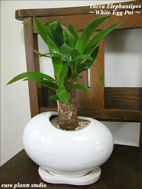 楽天市場 ハイドロカルチャー 観葉植物 大の通販