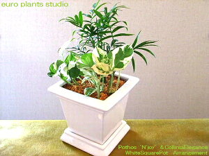 観葉植物 ポトス 寄せ植えの人気商品 通販 価格比較 価格 Com
