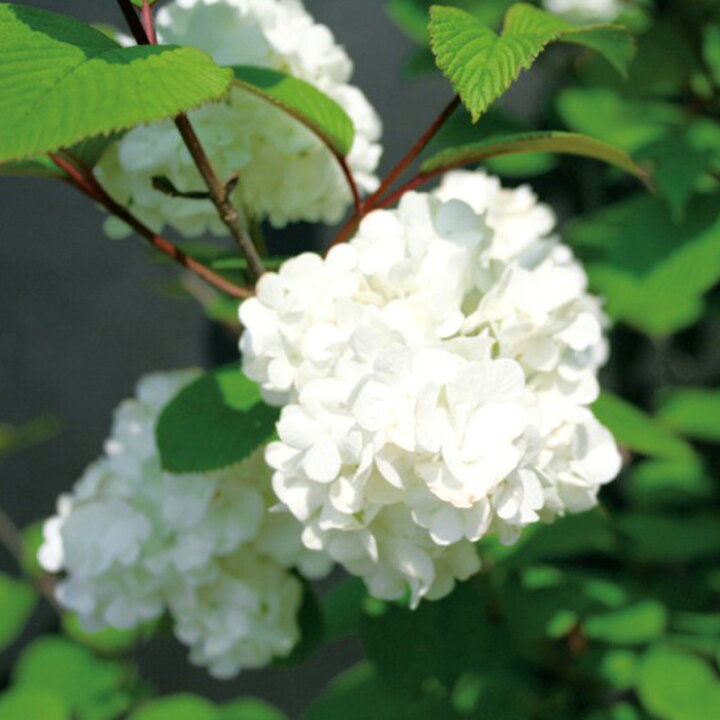 楽天市場 オオデマリ 大手鞠 テマリバナ 白花 植木 庭木 花木 苗木 落葉低木 Estoah Home エストアホーム