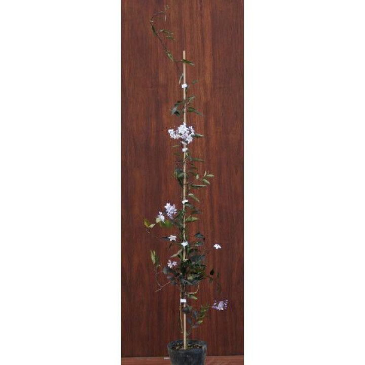 楽天市場 緑のカーテン ツル性植物 ツルハナナス 蔓花茄子 大株 白花 常緑つる性低木 Estoah Home エストアホーム
