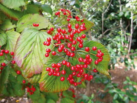 【スーパーSALE特価】 ガマズミ 小花（白） 食用可 果実 植木 庭木 苗木 落葉低木